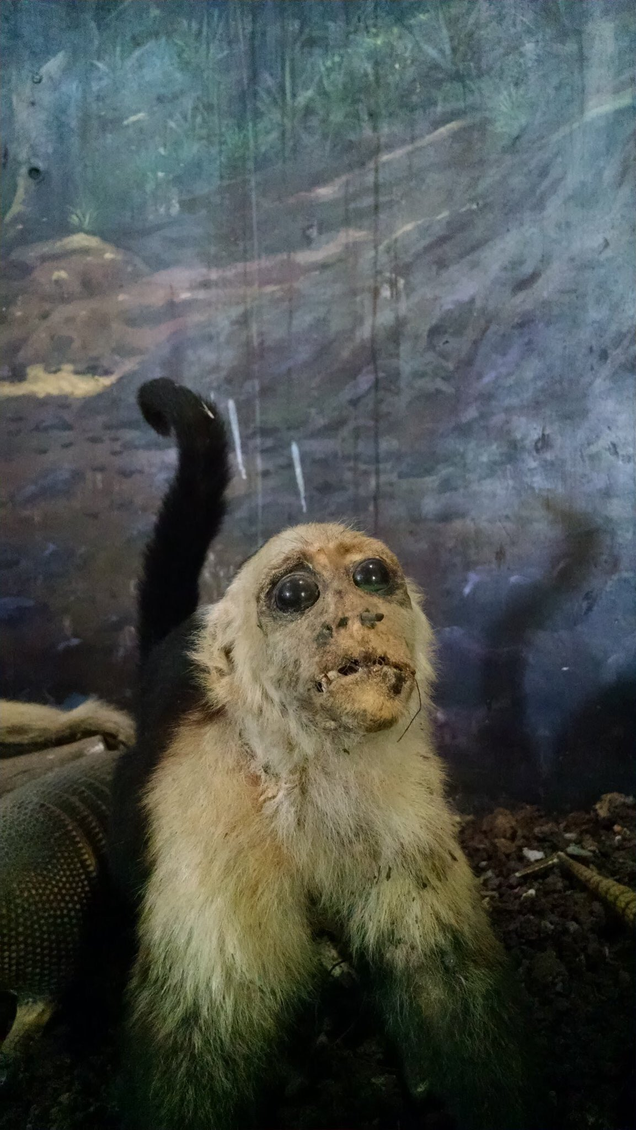 Imagen: Crap Taxidermy
